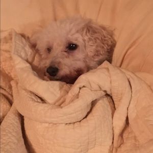 Meet your Posher, Tiffany